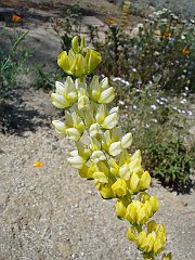 lupinus densiflorus
